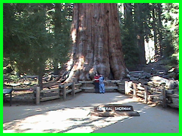 General Sherman Tree