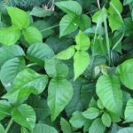 Poison Ivy Plant