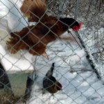 Chickens In The Snow