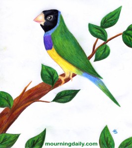 Gouldian Finch