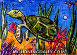 Turtle Sketch Card